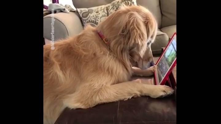 Este perro tiene más adicción al iPad que muchos humanos
