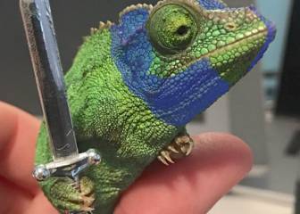 Este camaleón sujetando una espada demuestra que en Internet somos felices con poco