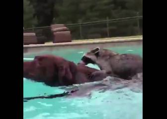 El divertido vídeo de un mapache y un perro nadando juntos en una piscina