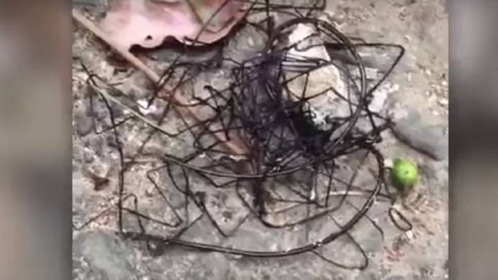 La extraña 'cosa' de este vídeo no es ningún alien. Es mucho peor