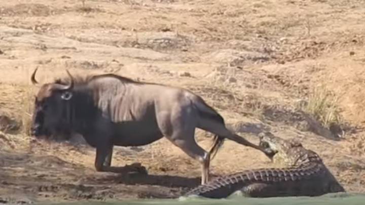 El extraño suceso animal en el que dos hipopótamos salvan a un ñu de un cocodrilo