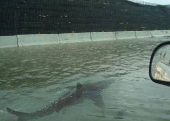 De Florida a Torrevieja: el bulo de los tiburones a lo Sharknado