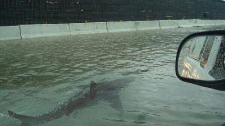 De Florida a Torrevieja: el bulo de los tiburones a lo Sharknado