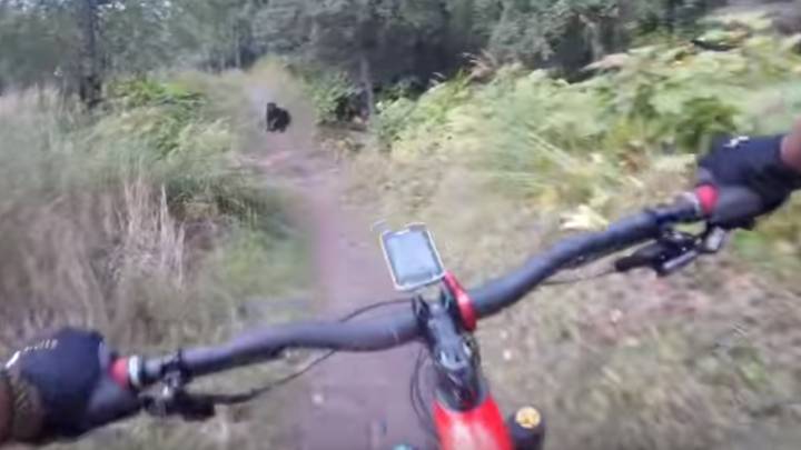 Un ciclista se encuentra un oso pardo en mitad de su ruta