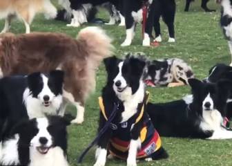 Esta reunión de 500 border collies es más ordenada de lo que puedas pensar