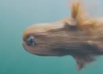 Esto que ves aquí es un perro (aunque no es real)