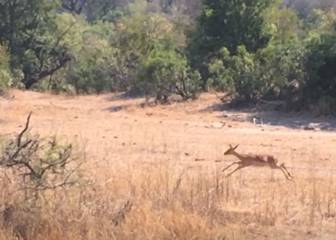 ¿Puedes ver a este leopardo antes de que atrape a su presa?