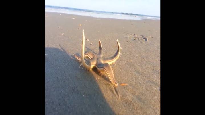 Así camina por la arena de la playa una estrella de mar