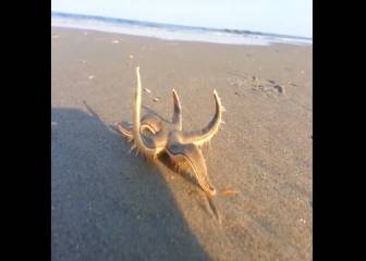 Así camina por la arena de la playa una estrella de mar