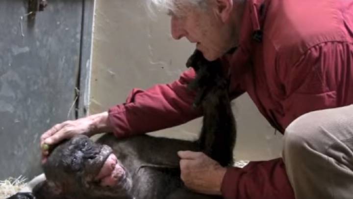 El emotivo encuentro de una chimpancé a punto de morir con la persona que la cuidó