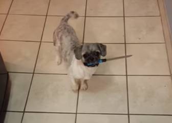 Este adorable perro sosteniendo un cuchillo es la mejor previa para Halloween