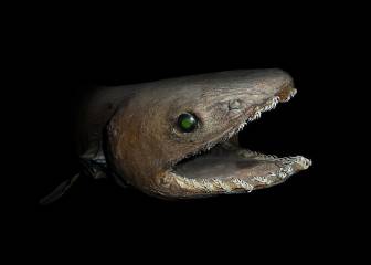 Este tiburón prehistórico ha sido encontrado en la costa de Portugal