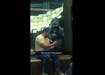 Este gorila está igual de enganchado al móvil que tú