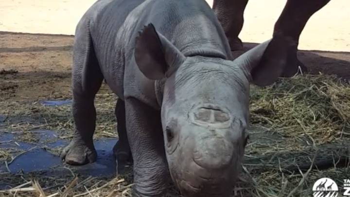 Este bebé de rinoceronte negro es una buena muestra de por qué hay que cuidar su especie