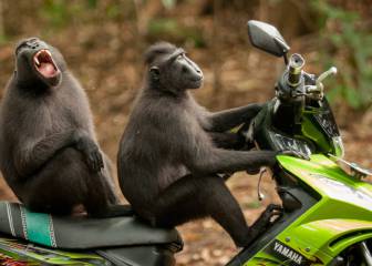 Las fotos de animales más graciosas del año te pondrán de un buen humor salvaje