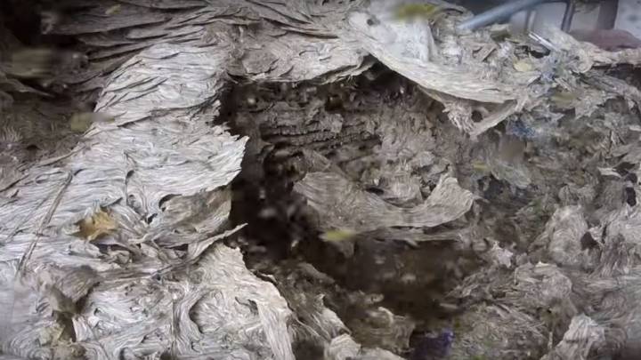 Este hombre se enfrenta al nido de avispas más grande que hemos visto