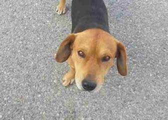 Un perro callejero convertido en héroe por evitar un robo