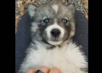 El vídeo sobre los ojos azules de este husky que encantará a los amantes de los animales