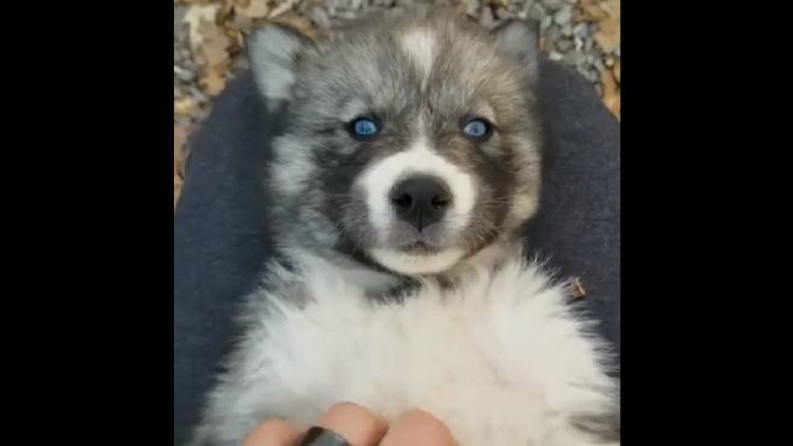 El vídeo sobre los ojos azules de este husky que encantará a los amantes de los animales