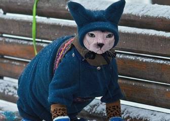 La foto de este gato muy abrigado nos recordará a nosotros en invierno