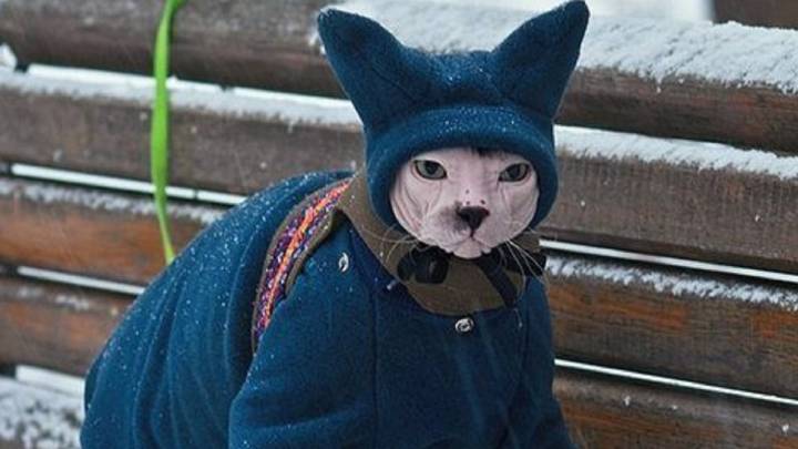 La foto de este gato muy abrigado nos recordará a nosotros en invierno