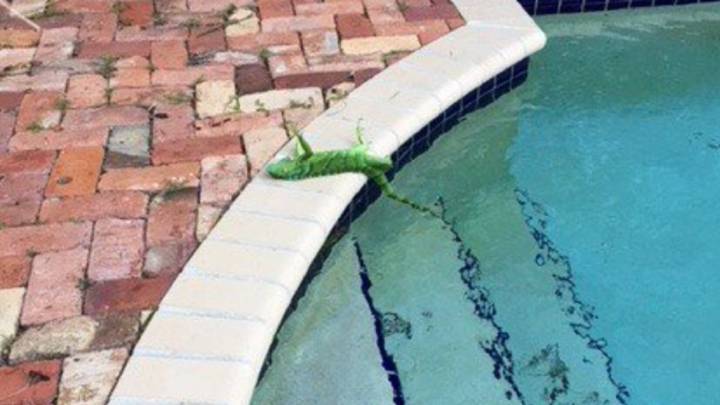 Iguanas congeladas en Florida: la otra consecuencia del 'Ciclón Bomba' en EE.UU.