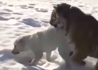 Un perro y un tigre: pero no, este vídeo no acaba como esperas