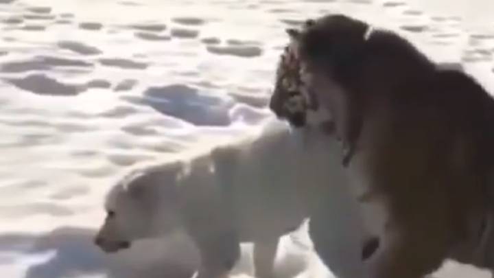 Un perro y un tigre: pero no, este vídeo no acaba como esperas