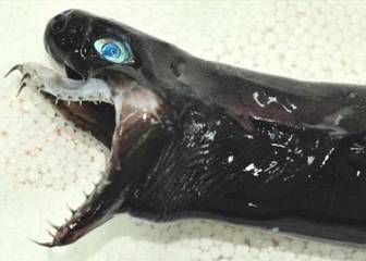 Capturado en Taiwán el tiburón víbora, uno de los animales más terroríficos del mundo