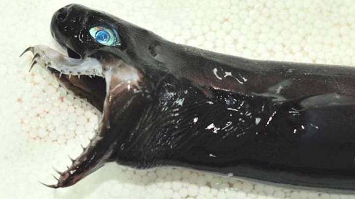 Capturado en Taiwán el tiburón víbora, uno de los animales más terroríficos del mundo
