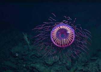 Descubren una medusa que luce como fuegos artificiales