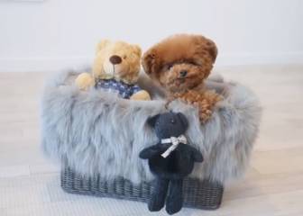 Este perro es tan adorable que parece un peluche