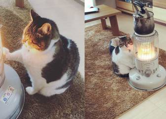 Este gato adoptado de la calle se ha enamorado de su radiador y ha conquistado Internet