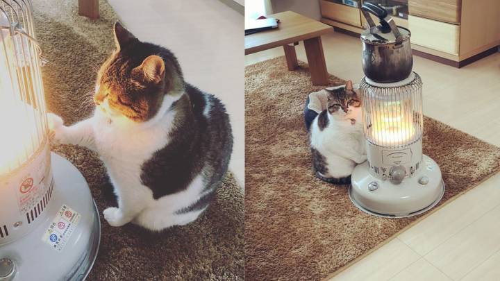 Este gato adoptado de la calle se ha enamorado de su radiador y ha conquistado Internet