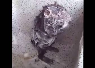 La rata duchándose es real, pero según expertos está intentando deshacerse del jabón