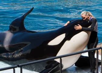 Esta orca ha aprendido a decir 'hello' y 'bye bye' y está conquistando a las redes