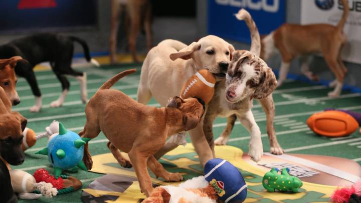 De la Super Bowl a la Puppy Bowl para concienciar sobre la adopción animal