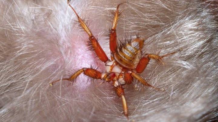 Este bicho no es una araña, es una 'mosca de los murciélagos' y resulta aterradora