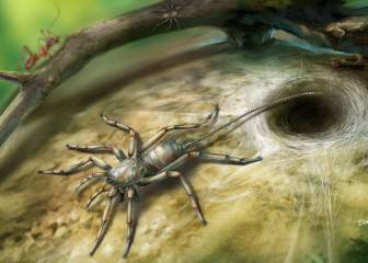 Hallan un insecto, mitad araña y mitad escorpión, 100 millones de años después