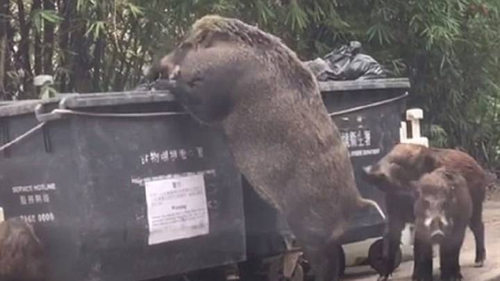 Graban a un jabalí gigante buscando comida entre los contenedores