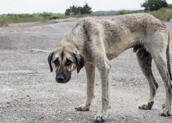 Estados Unidos está registrando a los maltratadores de animales como a los delincuentes sexuales