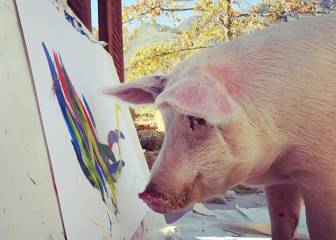 'Pigcasso', la cerda pintora que tiene su propia galería de arte