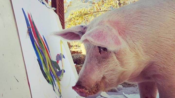 'Pigcasso', la cerda pintora que tiene su propia galería de arte