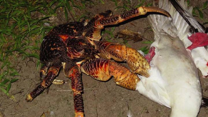 Cangrejos que comen pájaros y otras rarezas de la dieta animal