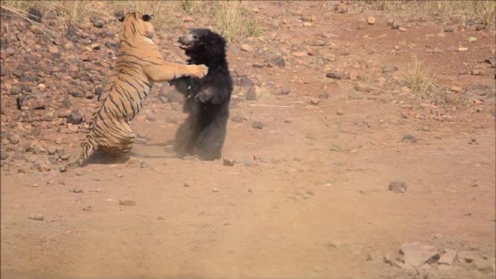 Un tigre y un oso perezoso se enzarzan en una de las peleas más salvajes que se recuerdan