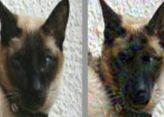 Ver un perro o un gato en esta imagen te diferencia de una Inteligencia Artificial