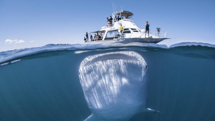 La ilusión óptica tras la imagen de este tiburón ballena amenazando a un barco