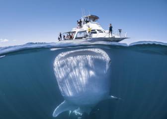 La ilusión óptica tras la imagen de este tiburón ballena amenazando a un barco