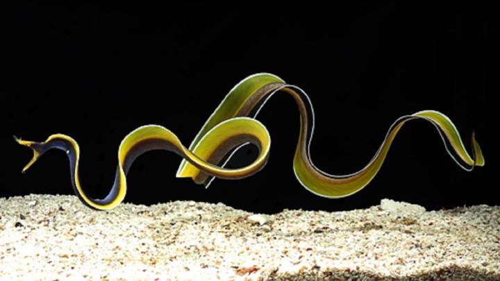 Esta extraña anguila nos recuerda que aún no sabemos nada de los océanos