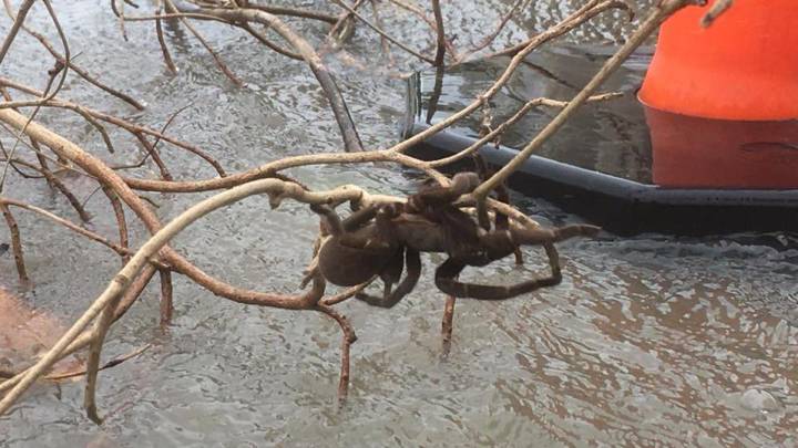 Una araña gigantesca y terrorífica es rescatada tras una inundación
